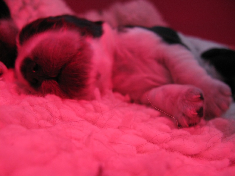 chiot Cocker Spaniel Anglais of Dineper