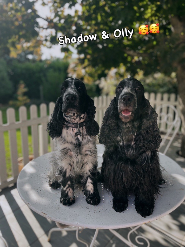 Shadow et Olly 