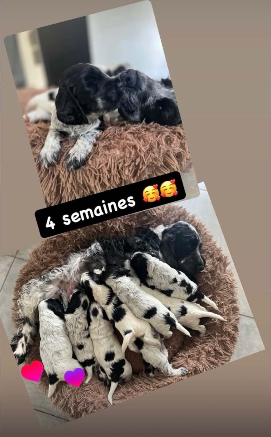 4 semaines