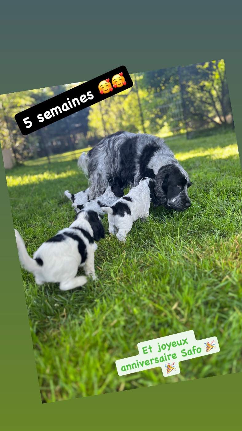5 semaines