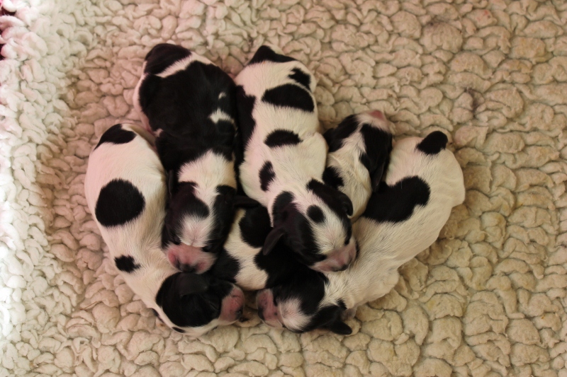 Bébés d'Ella