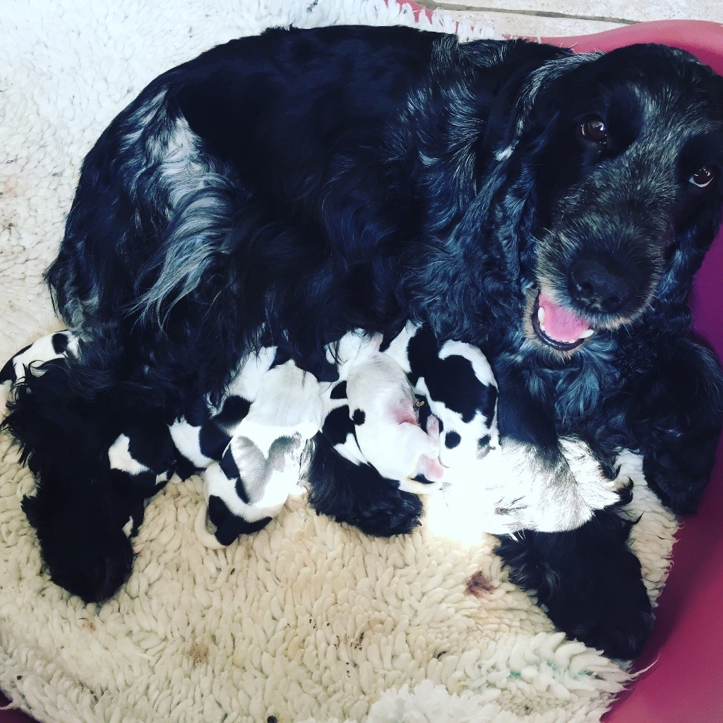 Bébés ILY