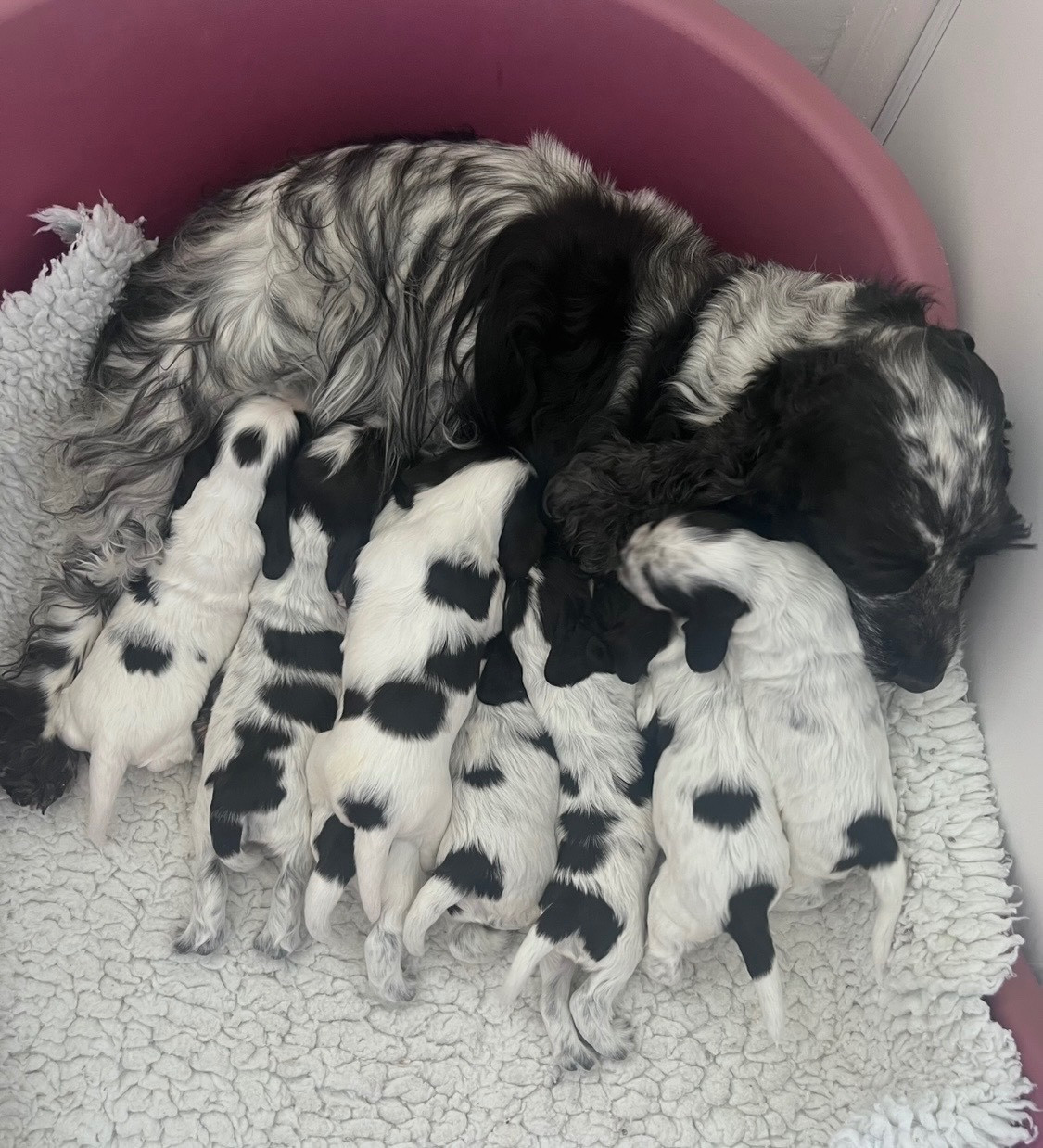 Chiot Cocker Spaniel Anglais of Dineper