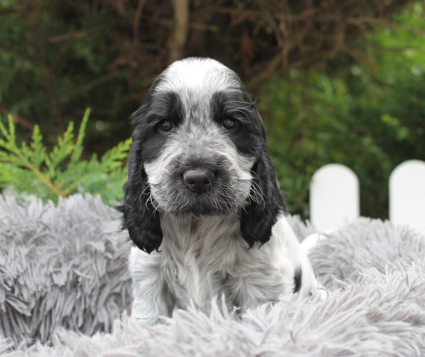 of Dineper - Chiots disponibles - Cocker Spaniel Anglais